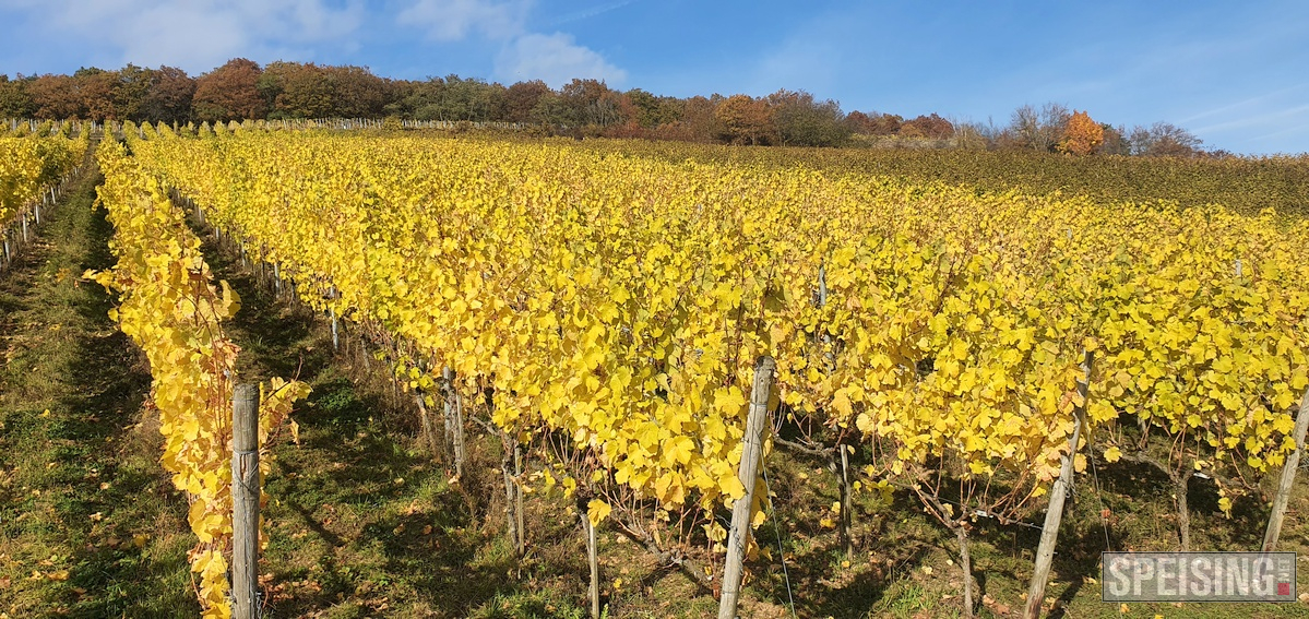 Rheingau und Mittelrhein Off-Season