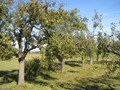 Obstwiese/Kamptal