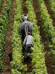 Foto: Jean-Baptise Rabouan (Clos Vougeot im Jahr 2004)