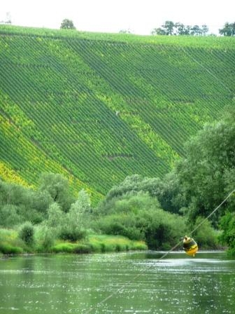 Main-Weininsel