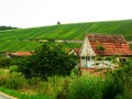 Main-Weininsel